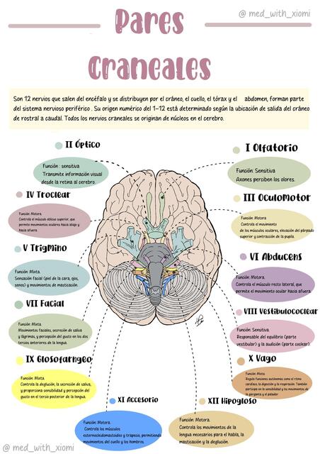 FUNCIONES DE LOS PARES CRANEALES