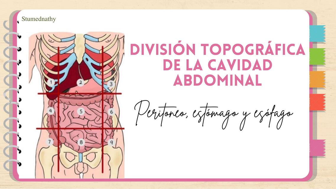 Topografía, peritoneo, estómago y esófago