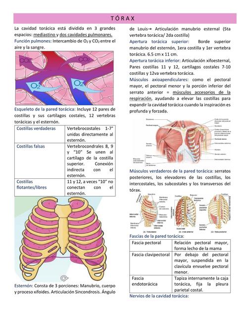 Apuntes Medicina