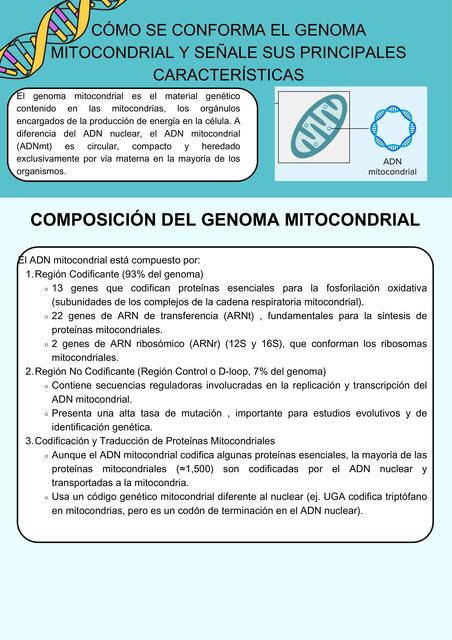 cómo se conforma el genoma mitocondrial y señale s