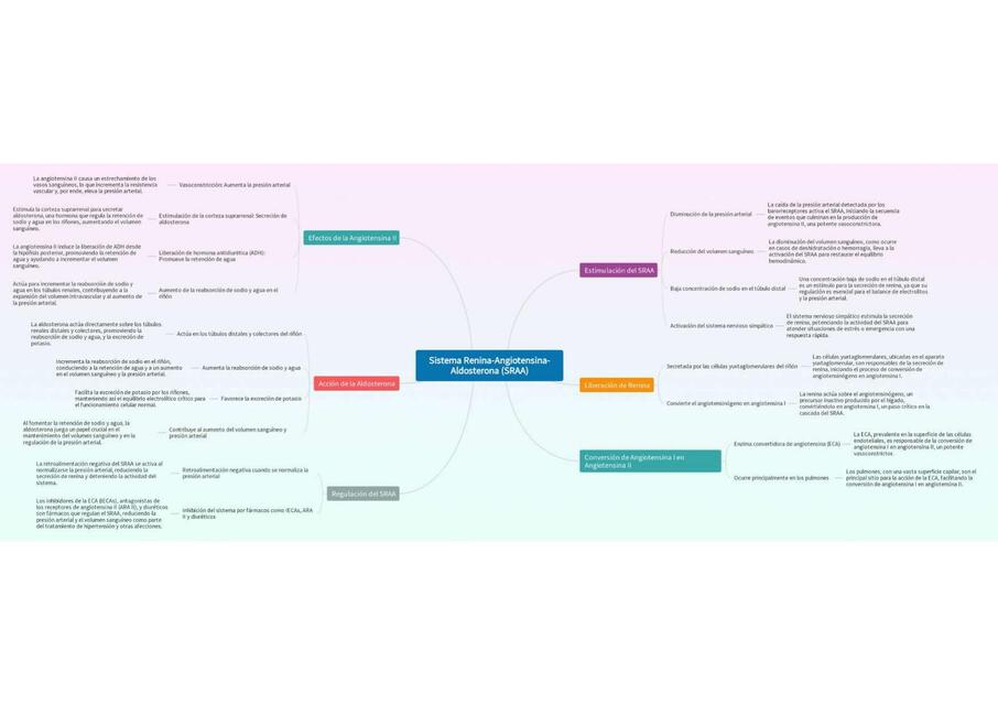 Sistema Renina Angiotensina Aldosterona SRAA 1