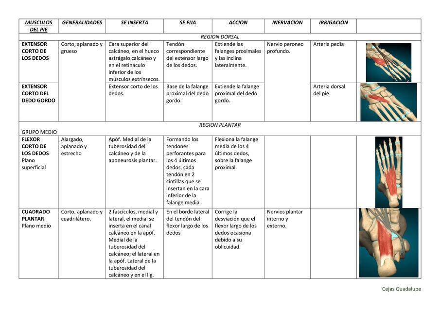 MUSCULOS DEL PIE