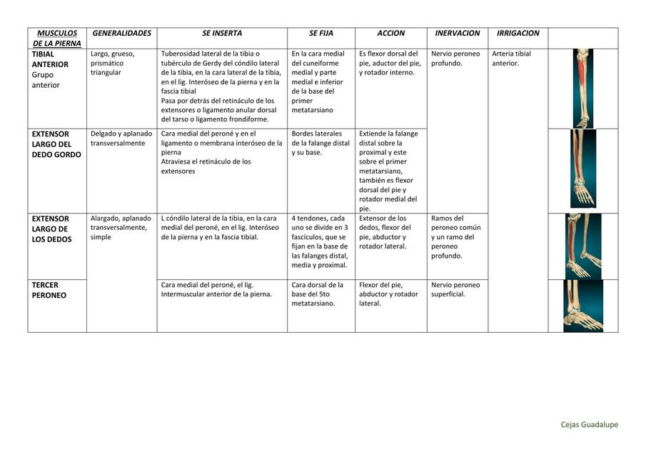 MUSCULOS DE LA PIERNA