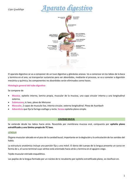 SISTEMA DIGESTIVO GUADA 1