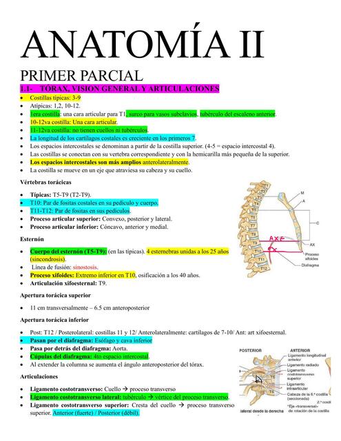 Anatomia II