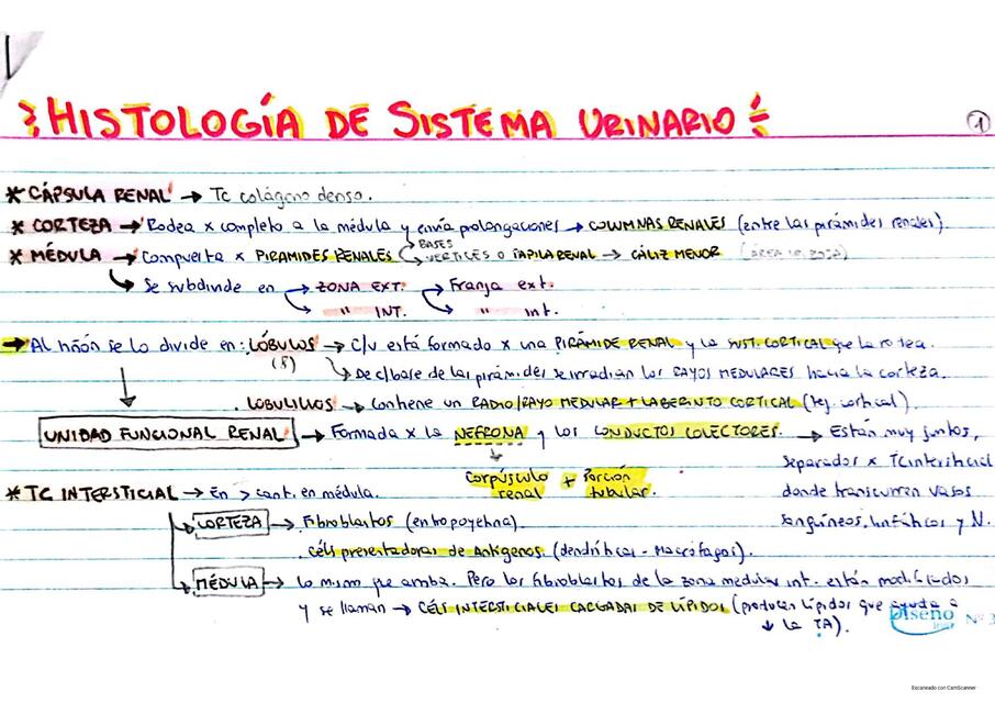 Ficha de HISTOLOGIA de Sistema Urinario