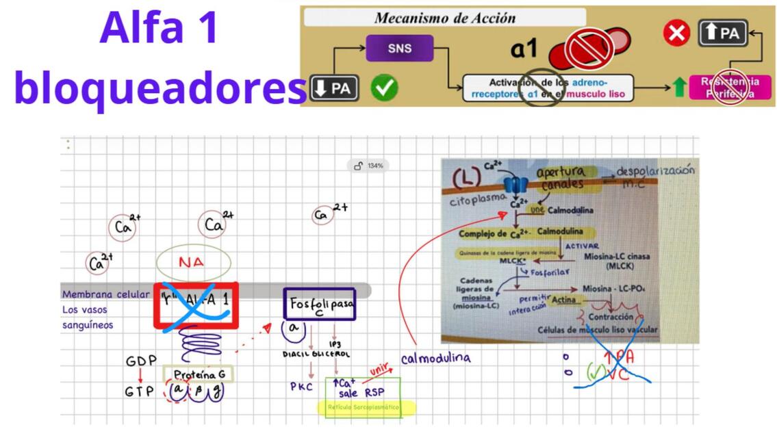 Alfa 1 bloqueadores