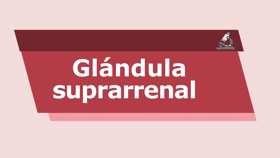 Glándula suprarrenal