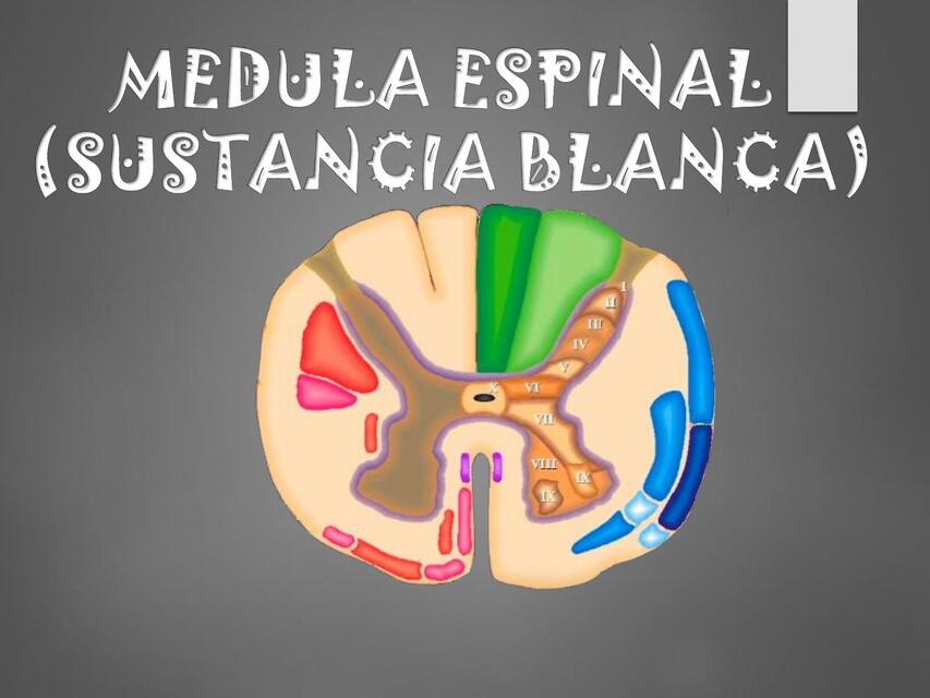 sustancia blanca