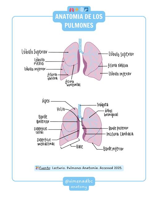 Anatomía de los pulmones