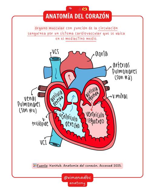 Anatomía del corazón