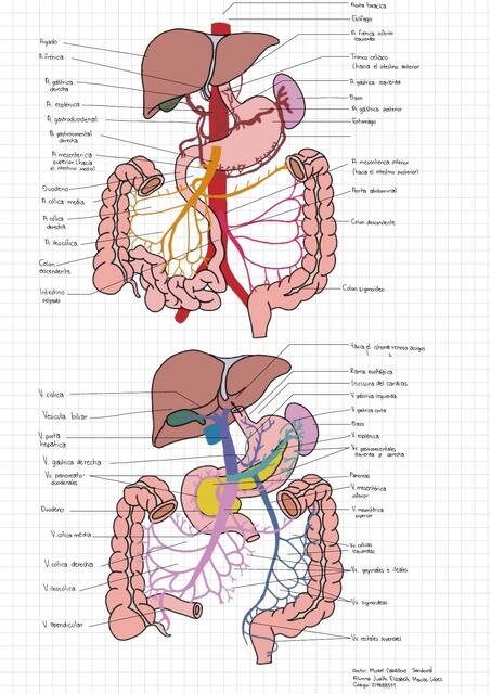 Irrigación Abdominal