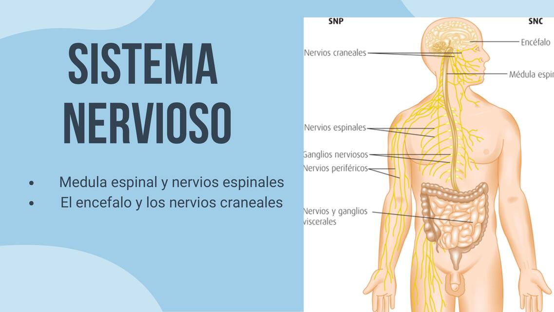 sistema nervioso