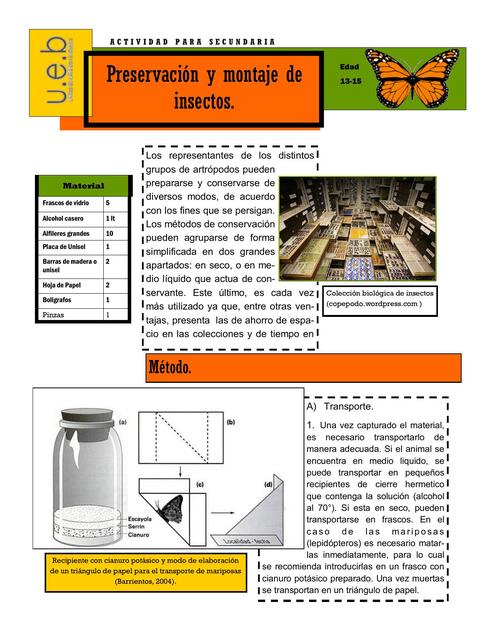 preservcion de insectos