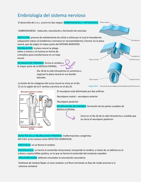 neuro apuntes