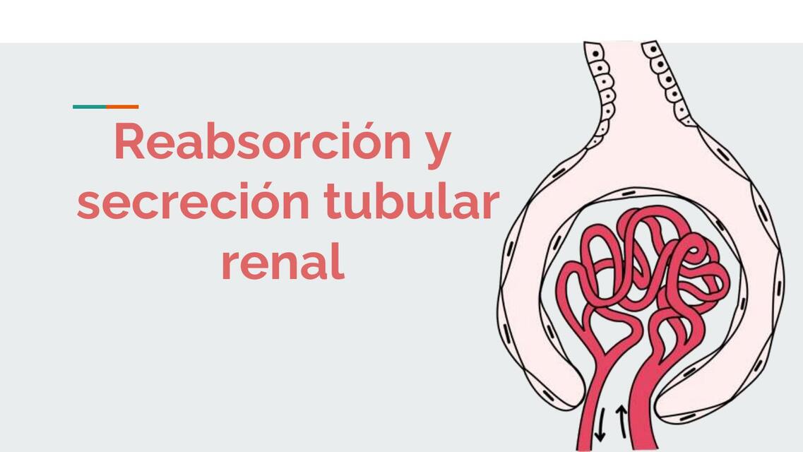 cap28 fisiología