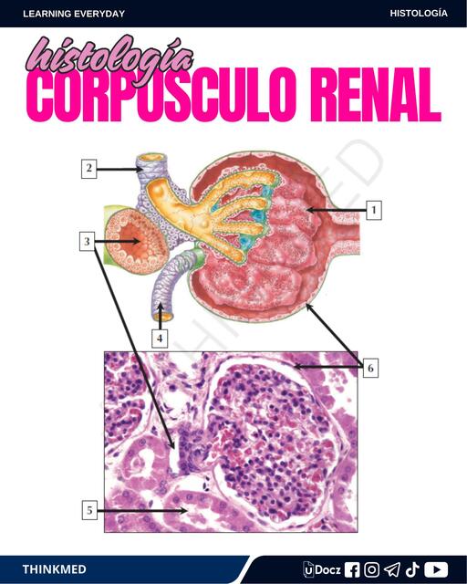 HISTOLOGÍA CORPÚSCULO RENAL