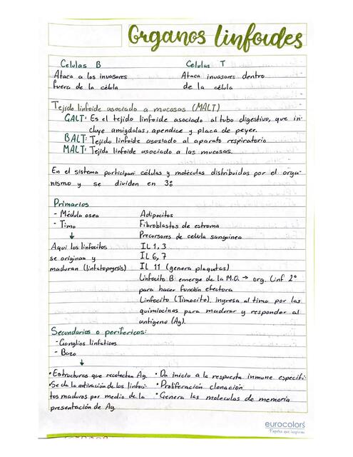 Organos Linfoides Resumen