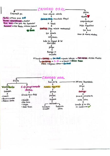 CAVIDAD ORAL
