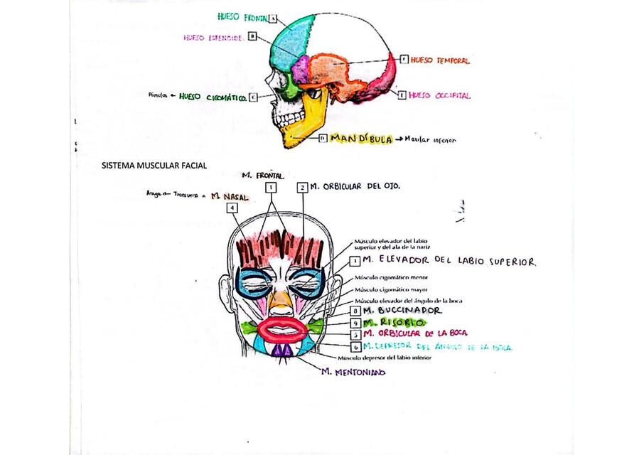 ANATOMÍA CRANEOCERVICOFACIAL