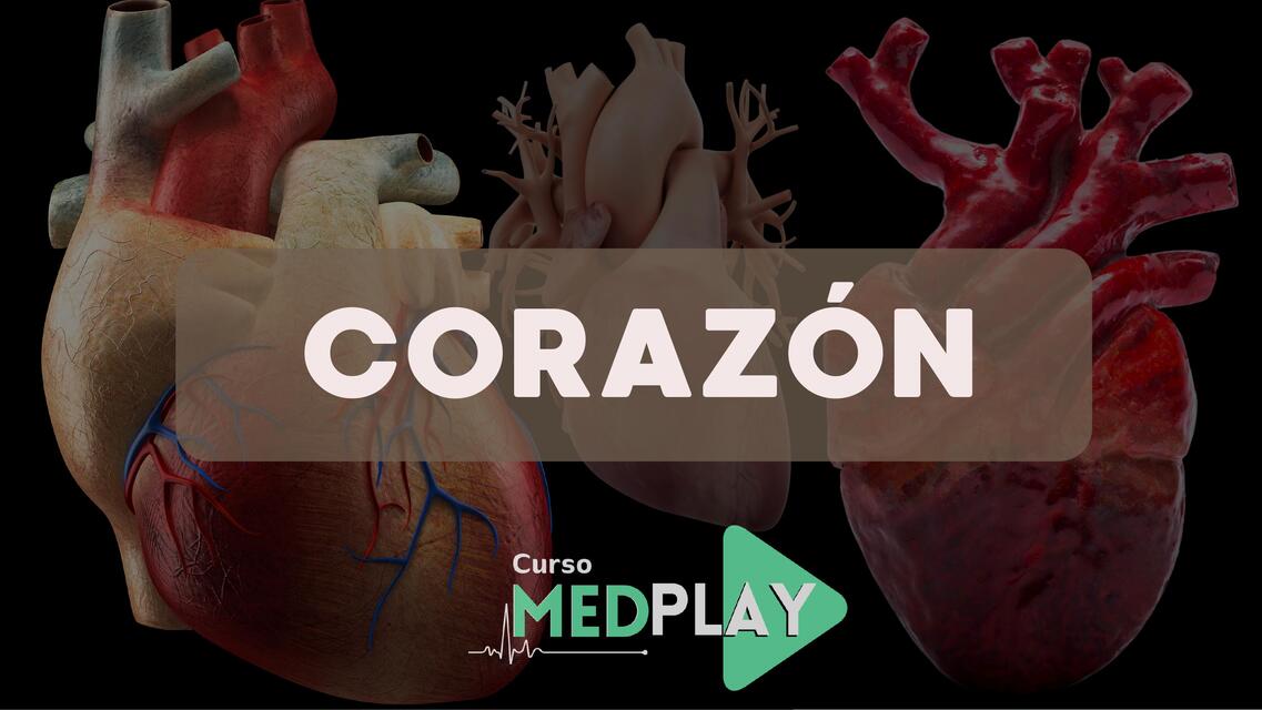 Anatomía del Corazón