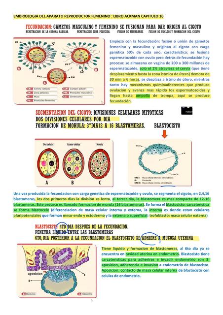 EMBRIOLOGIA DEL APARATO REPRODUCTOR FEMENINO