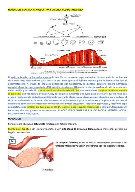 PRIMERA CLASE DE OBSTETRICIA