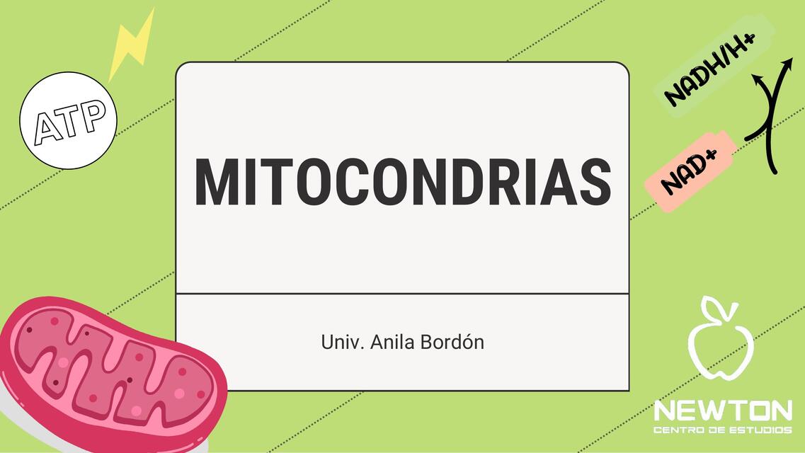 Mitocondrias