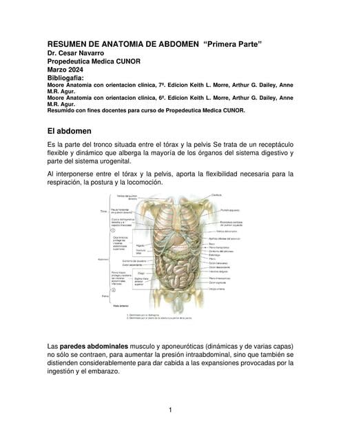 Flashcards de Anatomia de Abdomen Resumen 1ra Parte | Por Anahí Dubon ...