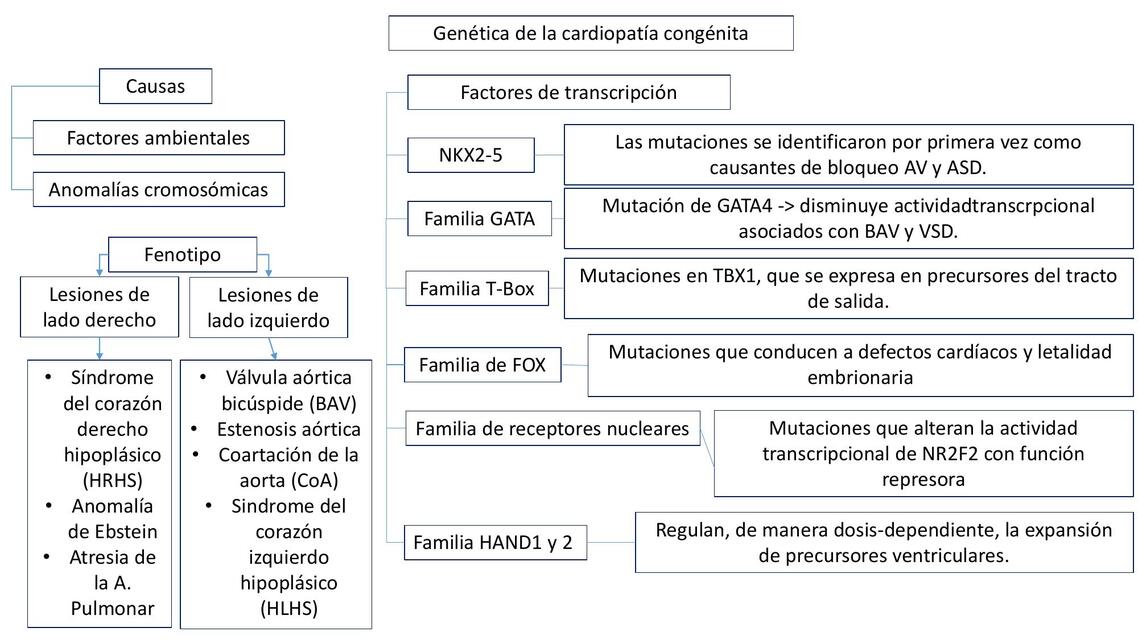 Genética de la cardiopatía congénita