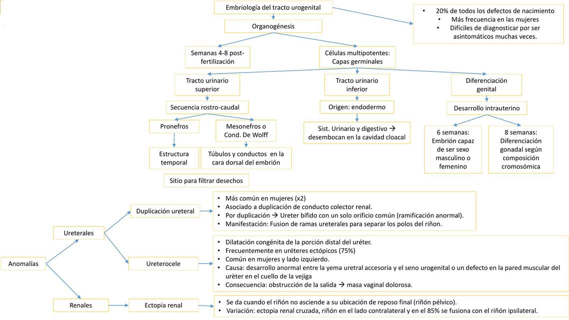 Embriología del tracto urogenital