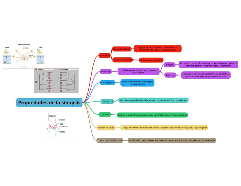 Propiedades de la sinapsis Angela Dominguez uDocz
