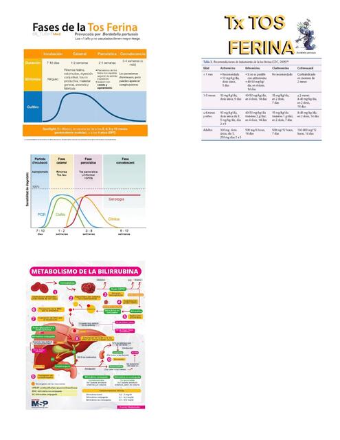 PEDIATRÍA ciclo de bilirrubinas