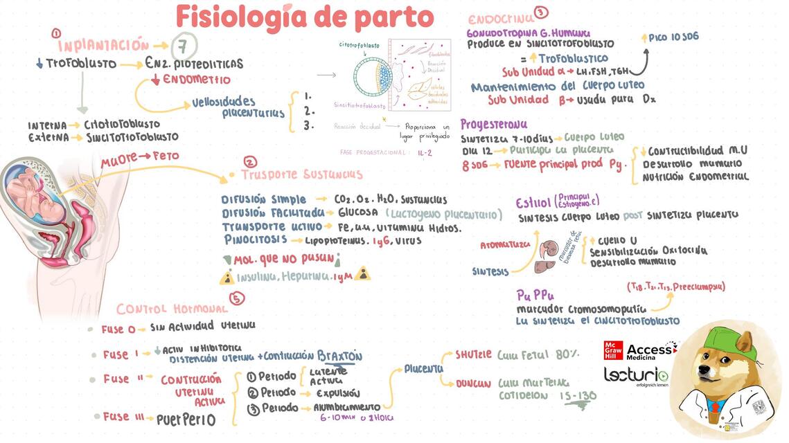 Fisiología Embarazo