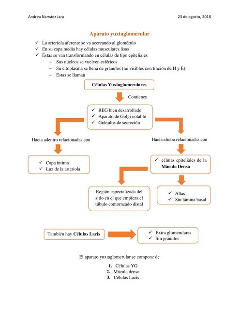 aparato yuxtaglomerular