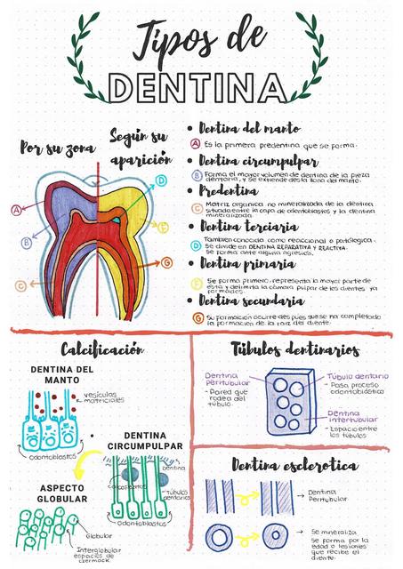 Tipos de Dentina