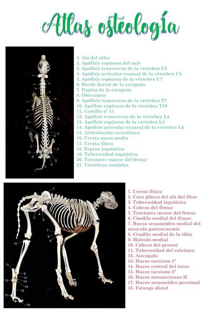 Atlas de veterianria