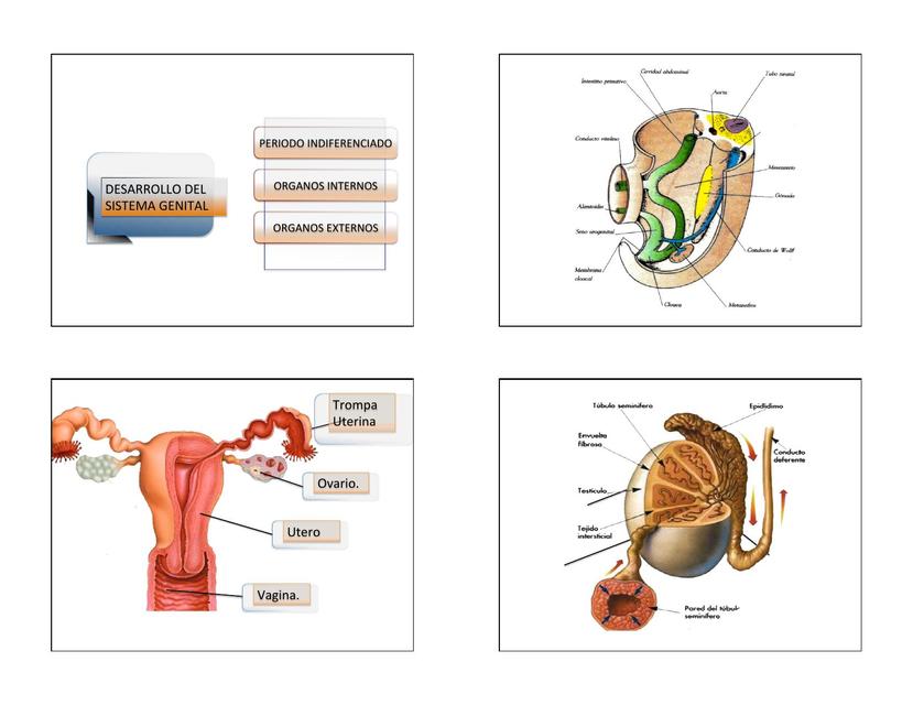 Desarrollo Genital