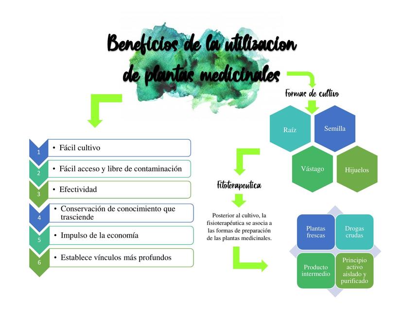 Arriba 43+ imagen mapa mental de las plantas medicinales