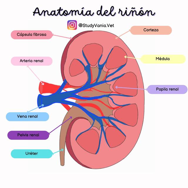 Anatomía del riñón | StudyVania.Vet | uDocz