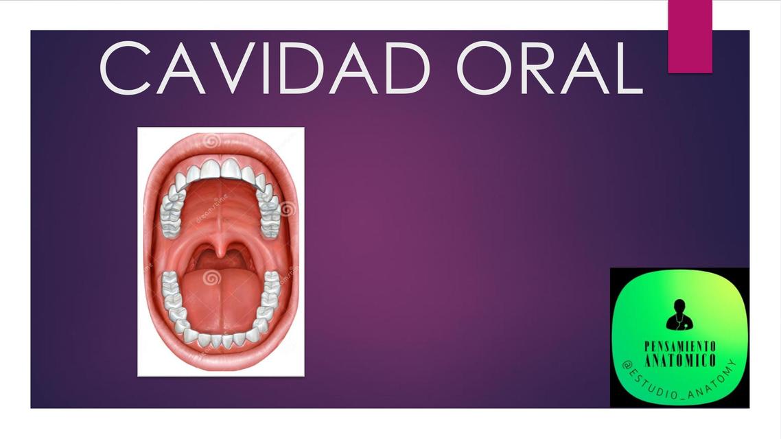 Cavidad Oral Pensamiento Anat Mico Udocz