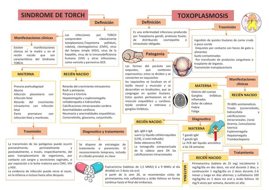 LAS TORCH | Federico | uDocz