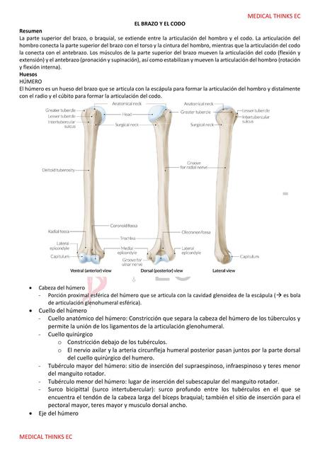 Brazo y Codo