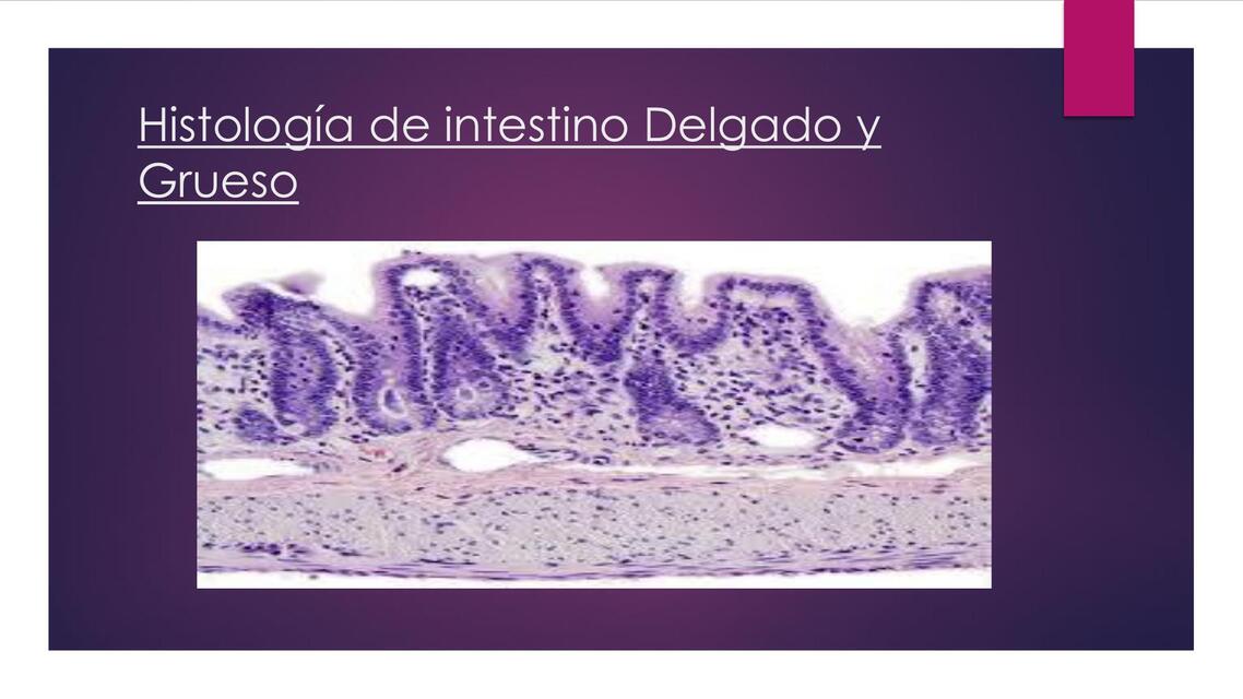 Histologia intestino delgado y Grueso 1 | Netania | uDocz
