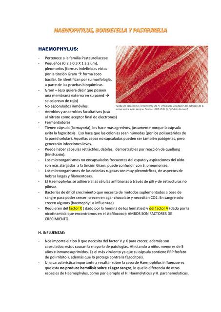 Haemophylus y Bordotella