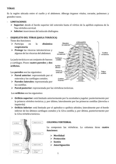 Anatomía Tórax 