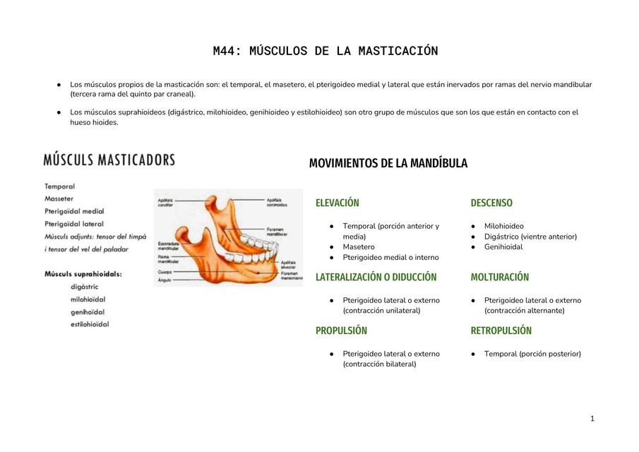 Músculos de la masticación