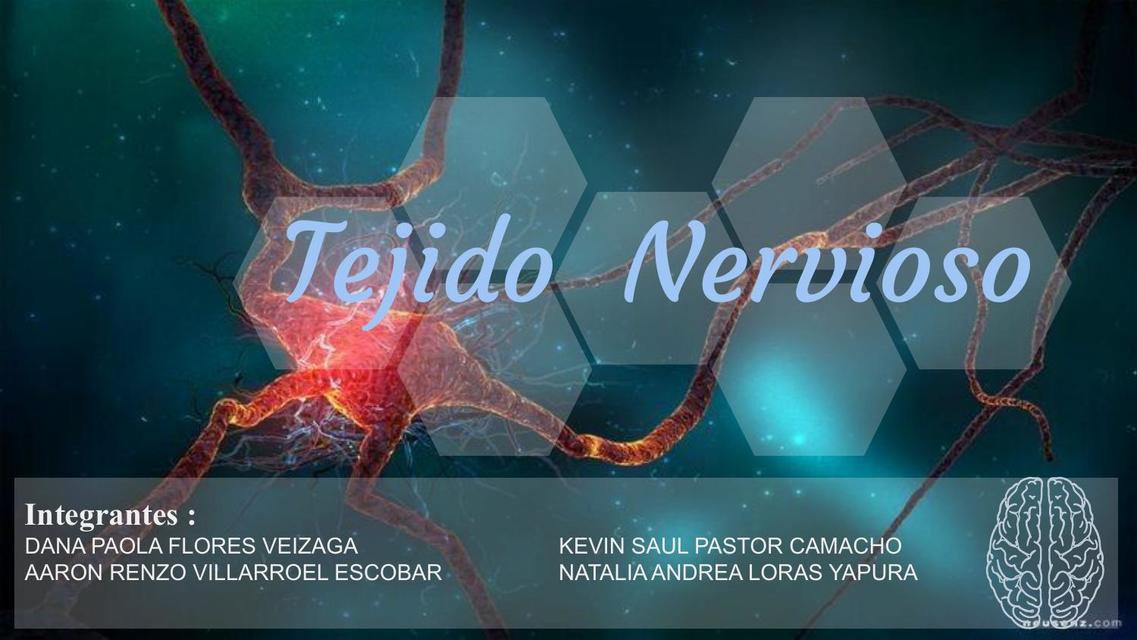 Tejido Nervioso