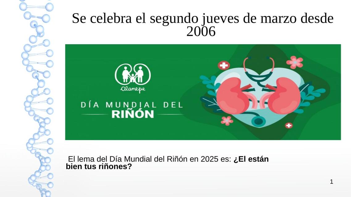 riñon | Adelheis | uDocz