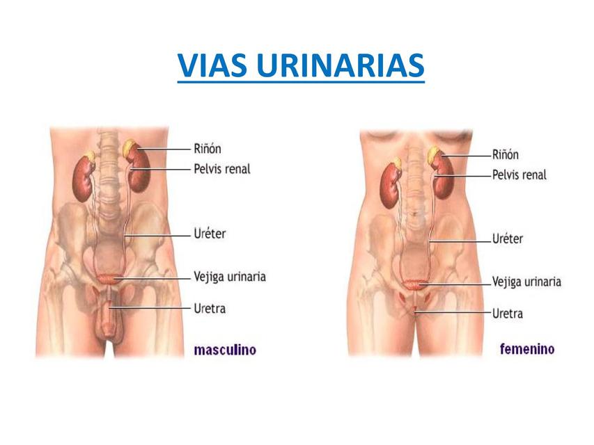 Anatomía renal y de vías urinarias